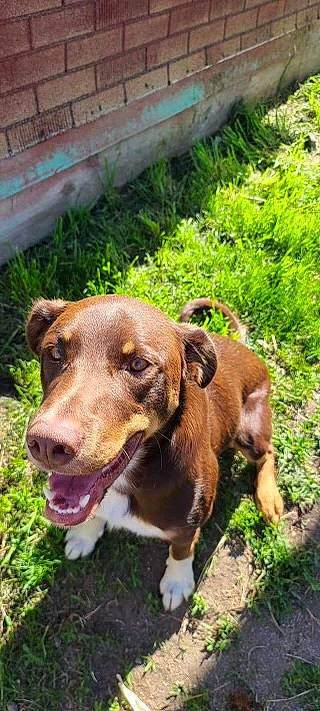 Max is registered to the contest to win money with this photo: canidae, carnivore, collar, companion_dog, dog, dog_breed, dog_collar, fawn, grass, hound, leash, liver, pet_supply, plant, scent_hound, snout, sporting_group, terrestrial_animal, whiskers, working_animal