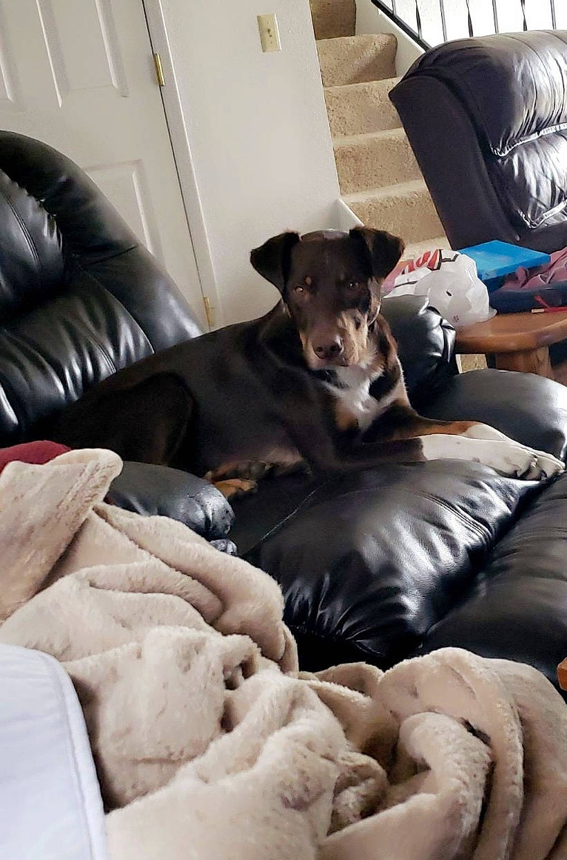 Max joined the competition — help win amazing prizes! canidae, carnivore, comfort, companion_dog, couch, dog, dog_breed, dog_supply, door, fawn, fur, guard_dog, living_room, mammal, nap, room, sitting, sporting_group, studio_couch, working_animal