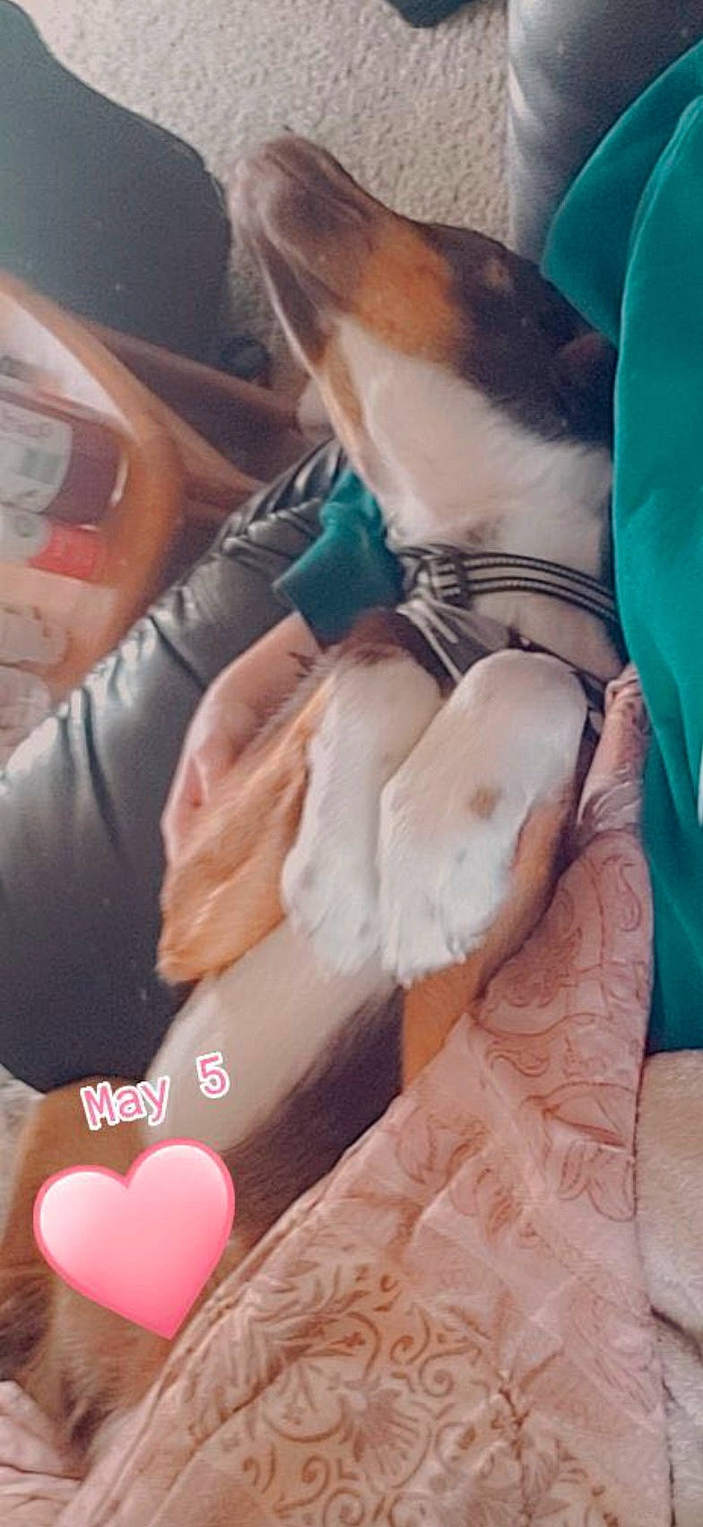 Max joined the competition — help win amazing prizes! carnivore, chest, comfort, companion_dog, dog_breed, fawn, felidae, finger, fur, human_body, human_leg, knee, leg, linens, nail, small_to_medium_sized_cats, thigh, trunk, whiskers, wrist