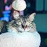 Freya is registered to the contest to win money with this photo: cat, tabby_cat, yellow_eyes, fluffy, pet, indoor, soft_texture, white_surface, close_up, portrait, animal, feline, resting, focused, blurred_background, cozy, cute, domestic_animal, whiskers, ears