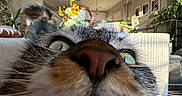 Freya is registered to the contest to win money with this photo: cat, close_up, nose, whiskers, green_eyes, fur, indoor, living_room, plants, decor, furniture, curious, pet, animal, home, natural_light, portrait, face, cute