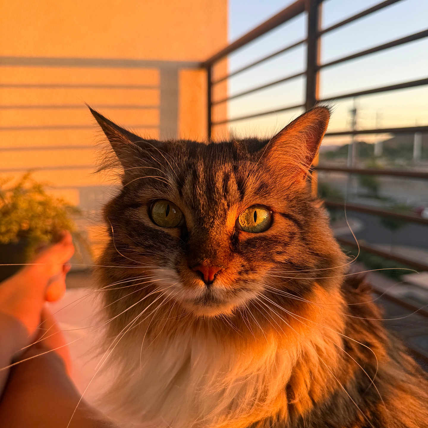 Freya is registered to the contest to win money with this photo: cat, fluffy, sunset, golden_hour, balcony, railing, green_eyes, portrait, feline, pet, whiskers, fur, outdoor, relaxation, human_leg, shadow, warm_light, close_up, animal, domestic