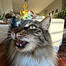 Freya joined the competition — help win amazing prizes! cat, long_hair, close_up, mouth_open, yellow_eyes, whiskers, indoor, living_room, plants, framed_pictures, sunlight, shadows, cozy, furniture, carpet, table, home_decor, pet, animal, fur