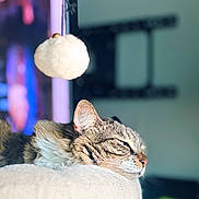 Freya joined the competition — help win amazing prizes! cat, tabby_cat, sleeping, resting, indoor, soft_light, cozy, furniture, ornament, hanging_object, blurred_background, whiskers, ears, fur, closeup, portrait, comfortable, domestic_animal, pet, relaxation