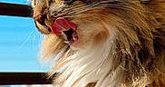 Circe is registered to the contest to win money with this photo: cat, fluffy, tongue, licking, outdoor, balcony, blue_sky, sunlight, whiskers, fur, closeup, pet, animal, feline, muzzle, portrait, nature, daylight, expression, domestic_animal