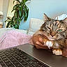Circe is registered to the contest to win money with this photo: cat, laptop, keyboard, blanket, couch, person, hand, plant, cat_tree, indoor, cozy, fur, pet, relaxed, comfort, technology, houseplant, home, resting, feline