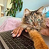 Circe joined the competition — help win amazing prizes! cat, laptop, hand, keyboard, green_eyes, pink_blanket, cat_tree, plant, furniture, cozy, indoor, technology, pet, fur, stretching, resting, human_hand, nails, home, relaxation