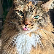 Circe joined the competition — help win amazing prizes! cat, fluffy, long_hair, green_eyes, tongue_out, close_up, portrait, feline, pet, domestic_animal, whiskers, cute, indoor, fur, tabby, animal, mammal, face, alert, curious