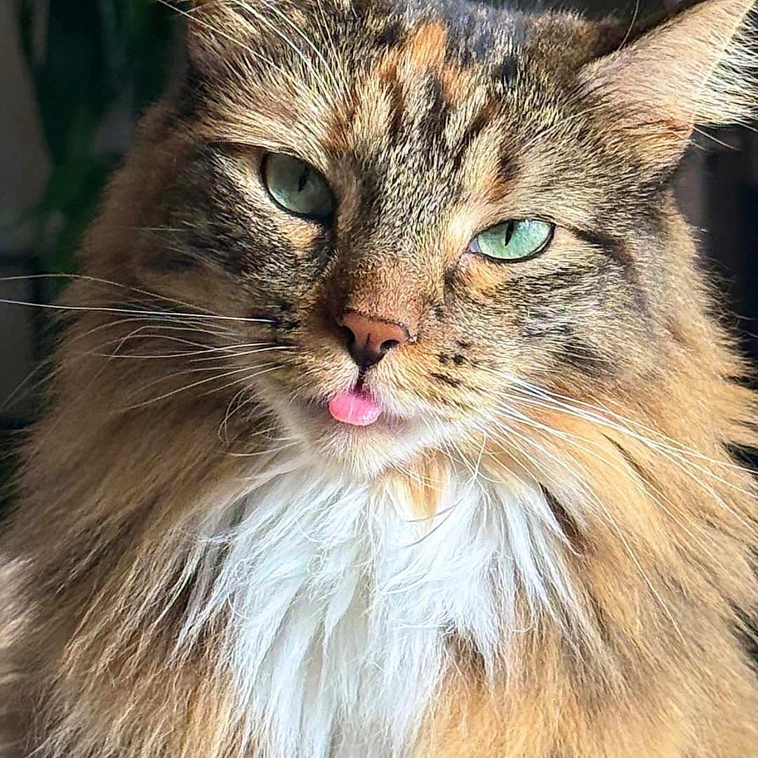 Circe