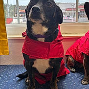 Blackjack joined the competition — help win amazing prizes! dog, black_dog, white_chest, red_coat, raincoat, window, yellow_curtain, indoor, blue_surface, patterned_surface, sitting, pet, animal, companion, fur, paw, looking_up, domestic, two_dogs, house