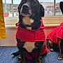 dog, black_dog, white_chest, red_coat, raincoat, window, yellow_curtain, indoor, blue_surface, patterned_surface, sitting, pet, animal, companion, fur, paw, looking_up, domestic, two_dogs, house
