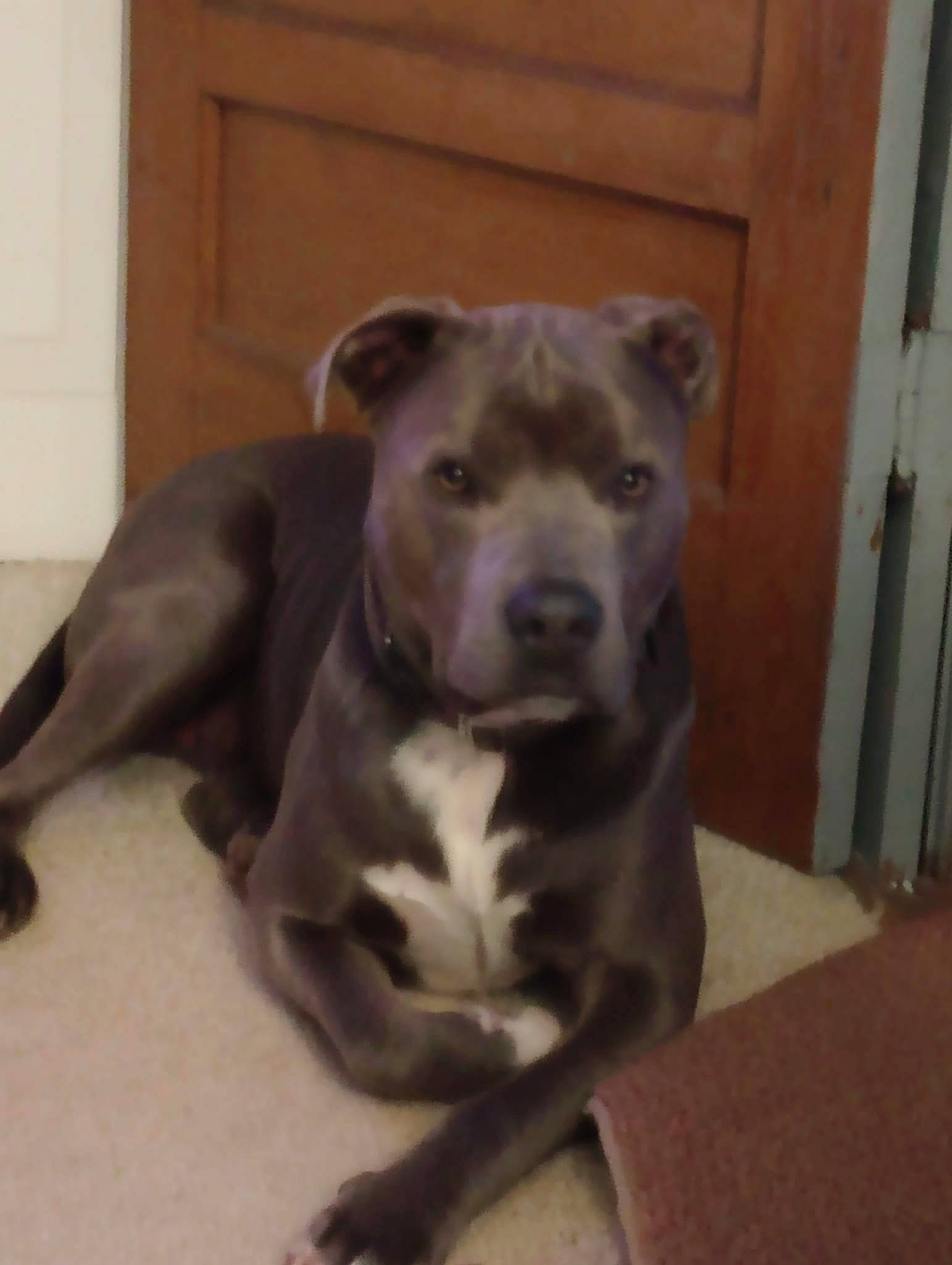 Blu is registered to the contest to win money with this photo: canidae, carnivore, comfort, companion_dog, dog, dog_breed, door, grey, non_sporting_group, terrestrial_animal, whiskers