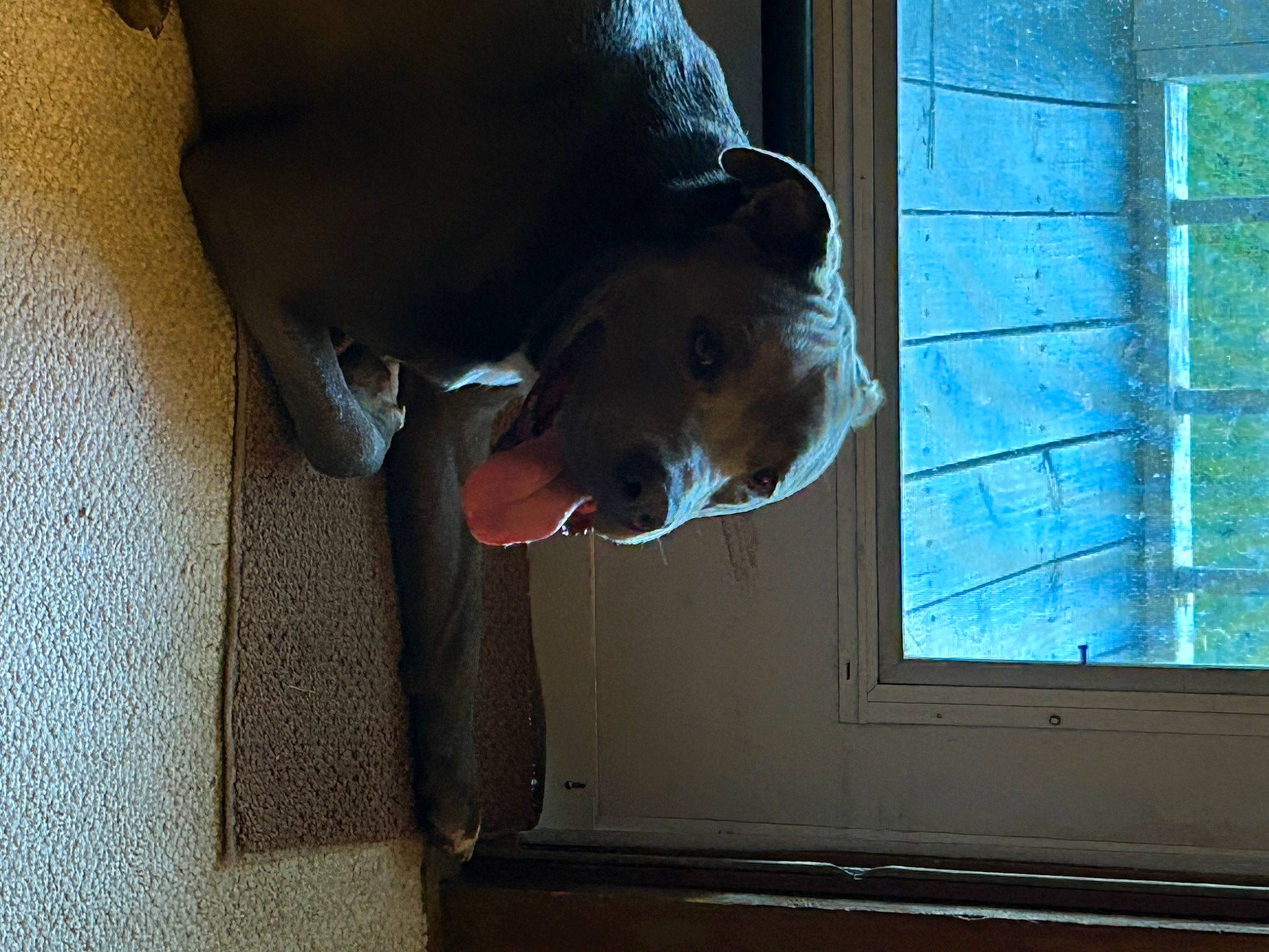 Blu is registered to the contest to win money with this photo: canidae, carnivore, companion_dog, dog, dog_breed, door, door_handle, ear, fawn, mammal, pet_supply, sash_window, snout, sporting_group, tail, tints_and_shades, vertebrate, window, wood, working_animal