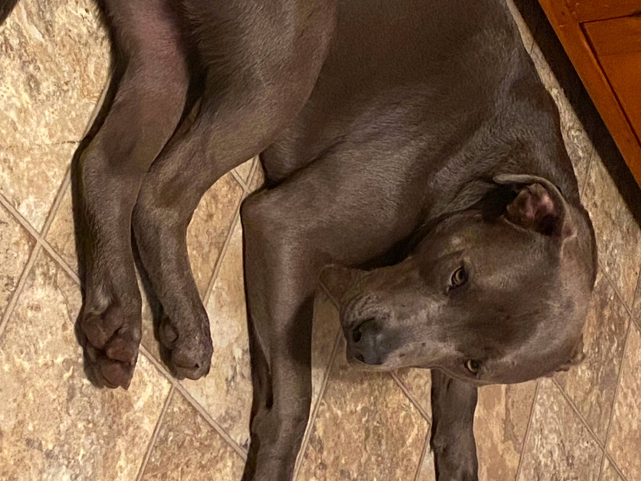 Blu is registered to the contest to win money with this photo: carnivore, dog, dog_breed, elephants_and_mammoths, fawn, foot, human_leg, liver, mammal, paw, snout, sporting_group, tail, terrestrial_animal, vertebrate, whiskers, wildlife, wood, working_animal, wrinkle