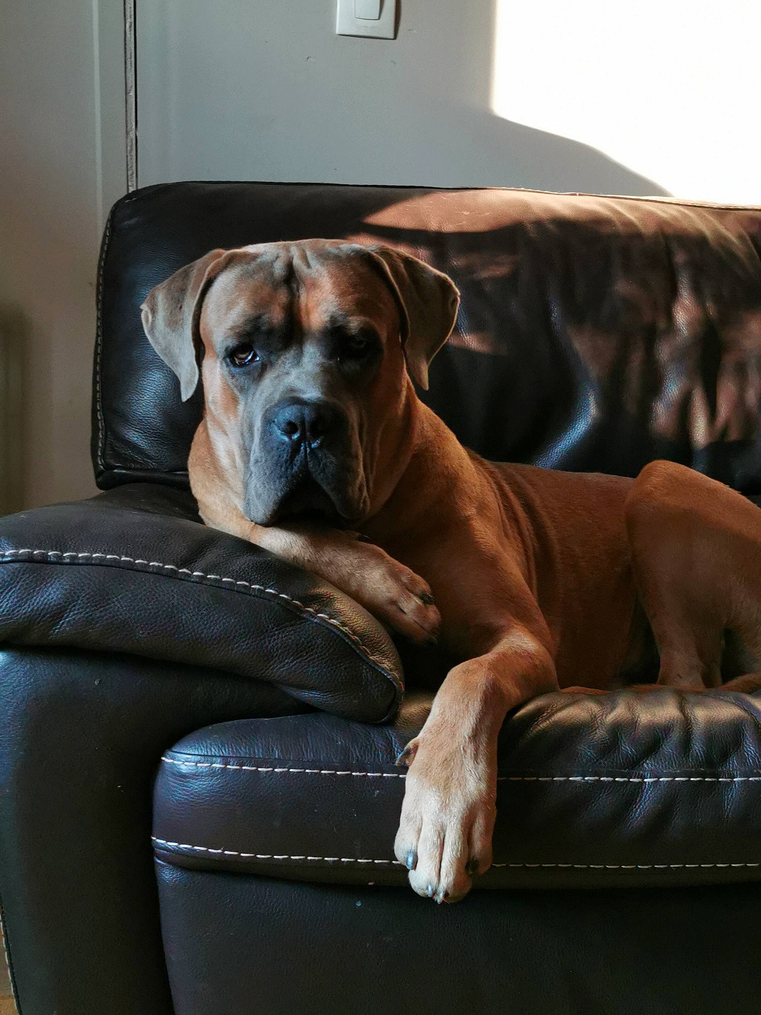 Petrus participe au concours pour gagner de l'argent avec cette photo : boxer, canidae, carnivore, collar, comfort, companion_dog, couch, dog, dog_breed, dog_supply, fawn, great_dane, guard_dog, hardwood, liver, molosser, snout, sporting_group, whiskers, working_animal