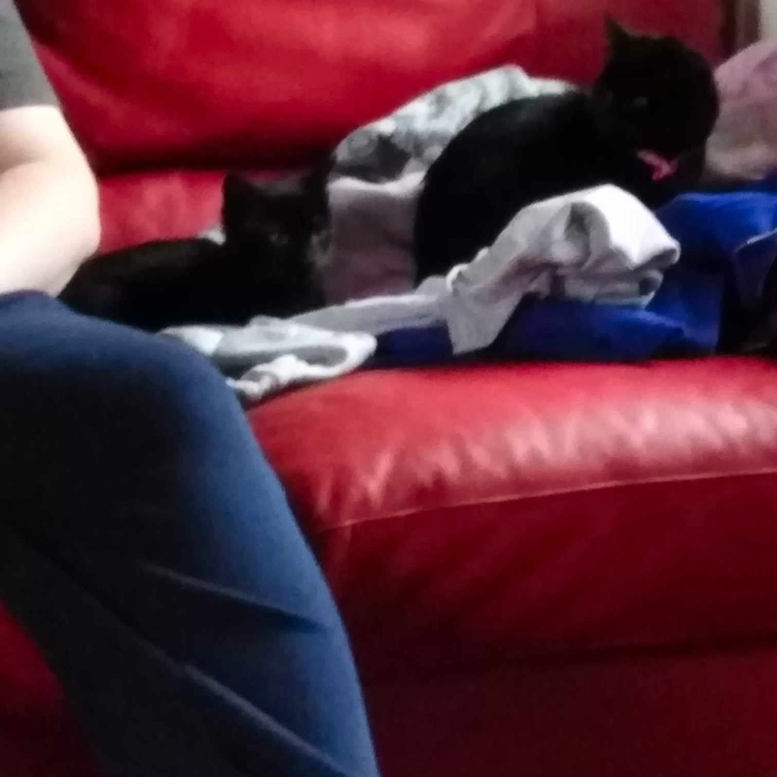 Star And Ruby joined the competition — help win amazing prizes! black, carnivoran, cat, cat_like_mammal, couch, foot, furniture, girl, leg, mammal, nap, small_to_medium_sized_cats, thigh, vertebrate