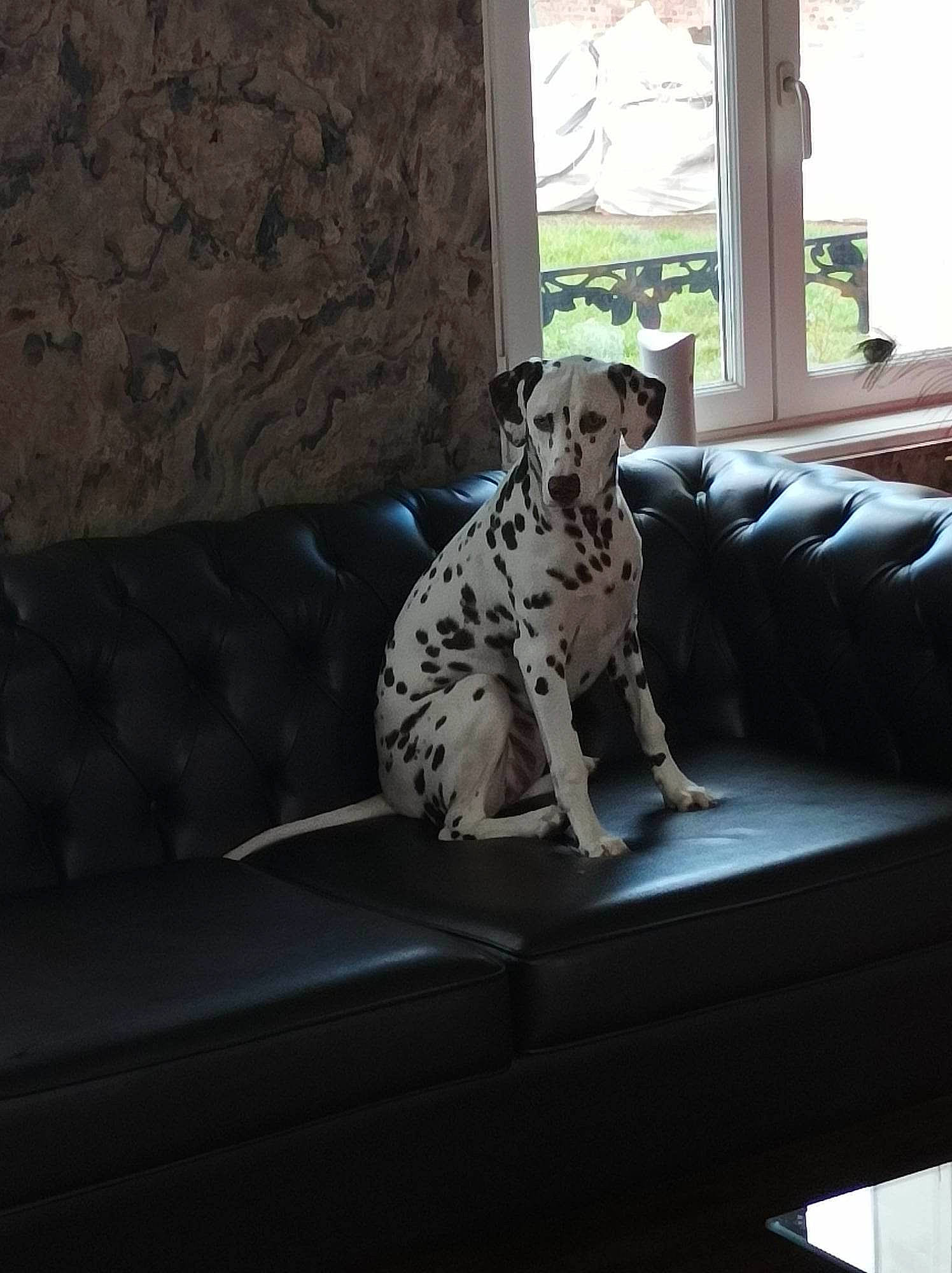 Taïga participe au concours pour gagner de l'argent avec cette photo : canidae, carnivore, comfort, companion_dog, couch, dog, dog_breed, fawn, flooring, grey, hardwood, living_room, non_sporting_group, room, sitting, snout, sofa_bed, sporting_group, terrestrial_animal, window