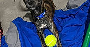 River Marie joined the competition — help win amazing prizes! dog, brindle, collar, tennis_ball, blanket, bed, indoor, pet, canine, cute, animal, resting, paw, fur, looking_up, ears, toy, domestic, comfortable, young