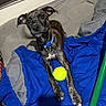 dog, brindle, collar, tennis_ball, blanket, bed, indoor, pet, canine, cute, animal, resting, paw, fur, looking_up, ears, toy, domestic, comfortable, young