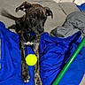 River Marie is registered to the contest to win money with this photo: puppy, dog, brindle, blue_collar, tennis_ball, blanket, blue_blanket, indoor, couch, gray_couch, pet, animal, young_dog, playing, curious, fur, ears, paw, tail, home