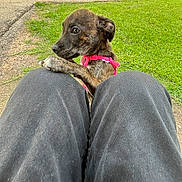 River Marie joined the competition — help win amazing prizes! puppy, dog, brindle, pink_harness, knees, grass, outdoor, backyard, brick_wall, bicycle, curious, pet, young_dog, pavement, greenery, daylight, close_up, animal, playful, canine