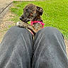 puppy, dog, brindle, pink_harness, knees, grass, outdoor, backyard, brick_wall, bicycle, curious, pet, young_dog, pavement, greenery, daylight, close_up, animal, playful, canine