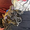 River Marie joined the competition — help win amazing prizes! dog, brindle, blanket, resting, indoor, pet, fur, canine, comfort, cozy, bed, sleepy, animal, ears, face, paw, collar, fabric, relaxed, looking