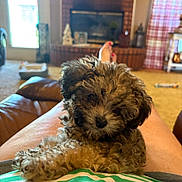 Toby joined the competition — help win amazing prizes! puppy, dog, curly_fur, lap, person, legs, indoor, living_room, fireplace, couch, carpet, window, blanket, footwear, nail_polish, relaxation, home, pet, cute, cozy
