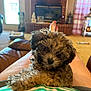 puppy, dog, curly_fur, lap, person, legs, indoor, living_room, fireplace, couch, carpet, window, blanket, footwear, nail_polish, relaxation, home, pet, cute, cozy