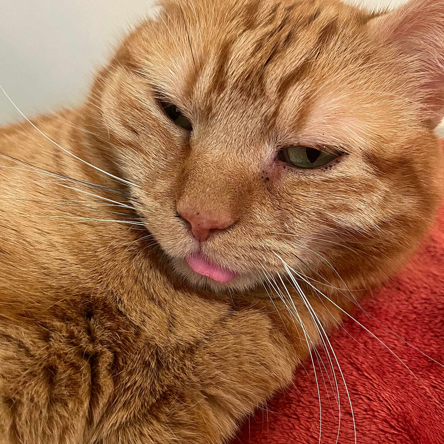 Milkshake participe au concours pour gagner de l'argent avec cette photo : abyssinian, angora, animal, bodypart, cat, hardwood, head, kitten, manx, mouth, person, pet, siamese, tongue, wood