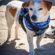 Cujo joined the competition — help win amazing prizes! alert, animal, bandana, brown_and_white, canine, close_up, daylight, dirt_ground, dog, ears, friendly, harness, leash, muzzle, outdoor, pet, shadow, short_hair, standing, sunlight