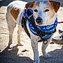 alert, animal, bandana, brown_and_white, canine, close_up, daylight, dirt_ground, dog, ears, friendly, harness, leash, muzzle, outdoor, pet, shadow, short_hair, standing, sunlight