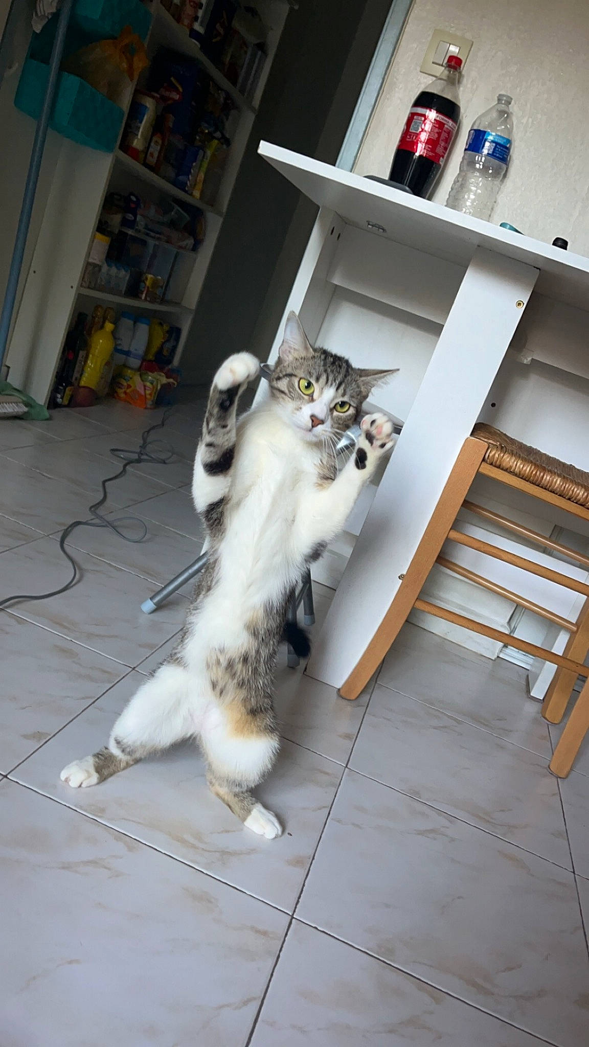 Beauty participe au concours pour gagner de l'argent avec cette photo : bookcase, bottle, carnivore, cat, domestic_short_haired_cat, felidae, floor, flooring, fur, grey, hardwood, paw, room, shelf, shelving, small_to_medium_sized_cats, tail, water_bottle, whiskers, wood