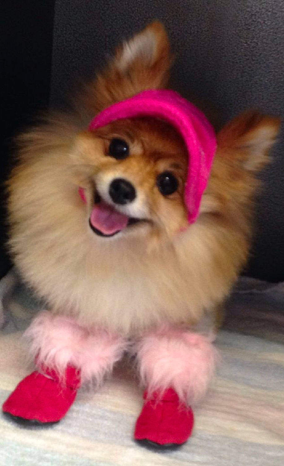 Roxie joined the competition — help win amazing prizes! canidae, carnivore, companion_dog, dog, dog_breed, dog_clothes, dog_supply, fawn, fur, german_spitz, german_spitz_klein, pink, pomeranian, smile, snout, spitz, sporting_group, toy_dog, volpino_italiano, whiskers