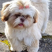 Vayana a rejoint le concours — aidez-le/la à gagner de superbes lots ! adorable, animal, bow, cute, dog, ears, face, fluffy, fur, outdoor, pavement, pet, shadow, shih_tzu, small_dog, standing, sunlight, tail, tongue_out, white