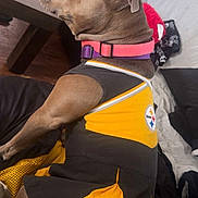 Iris is registered to the contest to win money with this photo: bed, brown_coat, cheer_outfit, christmas_tree, clothing, collar, couch, cute, dog, football_jersey, indoor, jersey, living_room, pet, pink_collar, pitbull, pittsburgh_steelers, purple_collar, relaxed, side_profile