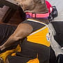 bed, brown_coat, cheer_outfit, christmas_tree, clothing, collar, couch, cute, dog, football_jersey, indoor, jersey, living_room, pet, pink_collar, pitbull, pittsburgh_steelers, purple_collar, relaxed, side_profile