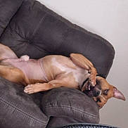 Kovu joined the competition — help win amazing prizes! dog, couch, indoor, pet, relaxing, brown_dog, upside_down, playful, furniture, home, living_room, paw, canine, cozy, resting, animal, domestic_animal, seat, tongue, funny_pose