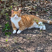 Ricco is registered to the contest to win money with this photo: animal, cat, daytime, dirt, dry_leaves, greenery, ground, mammal, nature, orange_tabby, outdoor, pet, plants, relaxed, resting, shade, sunlight, tail, whiskers, white_fur