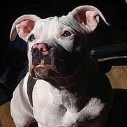 Minnie joined the competition — help win amazing prizes! dog, canine, pet, white_dog, gray_markings, sitting, portrait, close_up, floppy_ears, pink_nose, brown_eyes, short_hair, muscular, indoor, wooden_floor, sunlight, shadow, phone_screenshot, gallery_interface, serious_expression