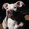 dog, canine, pet, white_dog, gray_markings, sitting, portrait, close_up, floppy_ears, pink_nose, brown_eyes, short_hair, muscular, indoor, wooden_floor, sunlight, shadow, phone_screenshot, gallery_interface, serious_expression