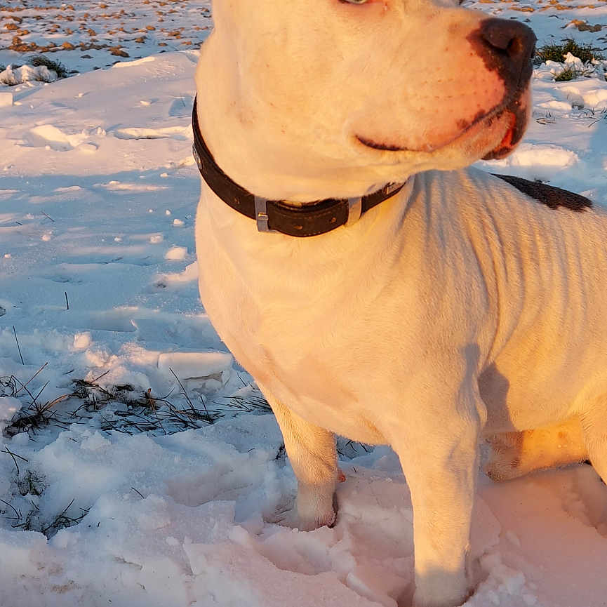 Onyx participe au concours pour gagner de l'argent avec cette photo : animal, boxer, bulldog, canine, dog, glacier, hound, ice, labradorretriever, land, mountain, nature, outdoors, pet, pitbull, puppy, snow, tundra, whitedog, winter