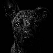 Mowgli a rejoint le concours — aidez-le/la à gagner de superbes lots ! animal, animal_portrait, black_and_white, canine, close_up, dark_background, dog, ears, expression, eyes, fur, intense, monochrome, moody, portrait, portrait_photography, studio_lighting, texture, water_droplets, wet
