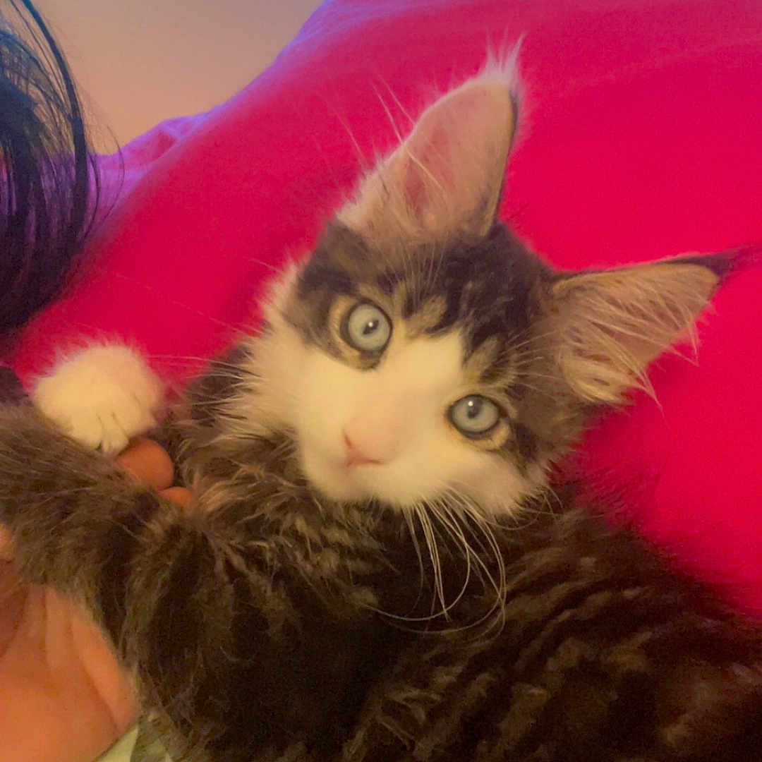 Gino participe au concours pour gagner de l'argent avec cette photo : animal, blue_eyes, cat, claw, closeup, cozy, curious, cute, fur, hand, indoor, kitten, paw, person, pet, red_pillow, resting, tabby, whiskers, young