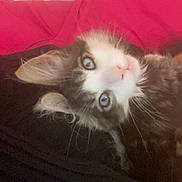 Gino participe au concours pour gagner de l'argent avec cette photo : kitten, cat, blue_eyes, fluffy, pet, animal, cute, resting, blanket, pillow, indoor, fur, whiskers, close_up, face, pink_nose, soft, young_animal, relaxed, domestic_cat