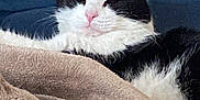 Mika a rejoint le concours — aidez-le/la à gagner de superbes lots ! cat, black_and_white, sleeping, cozy, blanket, furry, pet, indoor, resting, cute, animal, whiskers, pink_nose, soft, relaxed, domestic_cat, fluffy, couch, fur, calm