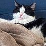 cat, black_and_white, sleeping, cozy, blanket, furry, pet, indoor, resting, cute, animal, whiskers, pink_nose, soft, relaxed, domestic_cat, fluffy, couch, fur, calm