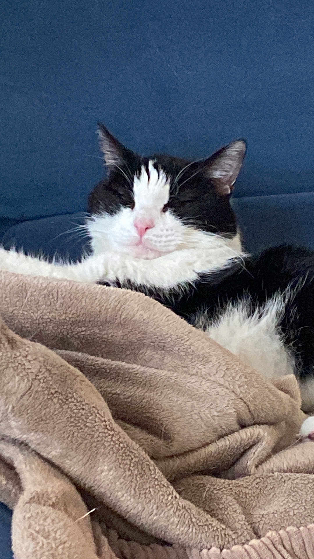 Mika a rejoint le concours — aidez-le/la à gagner de superbes lots ! cat, black_and_white, sleeping, cozy, blanket, furry, pet, indoor, resting, cute, animal, whiskers, pink_nose, soft, relaxed, domestic_cat, fluffy, couch, fur, calm