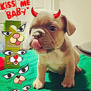 Handsome is registered to the contest to win money with this photo: advertisement, animal, birthdaycake, boxer, bulldog, cake, canine, cream, dessert, dog, envelope, face, food, frenchbulldog, greetingcard, head, mail, pet, pitbull, puppy