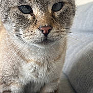 Mythe a rejoint le concours — aidez-le/la à gagner de superbes lots ! cat, close_up, gray_couch, fur, whiskers, ears, eyes, pet, indoor, animal, portrait, domestic_cat, mammal, curious, sitting, soft_light, feline, closeup, cute, furry